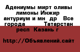 Адениумы,мирт,оливы,лимоны,Инжир, антуриум и мн .др - Все города  »    . Татарстан респ.,Казань г.